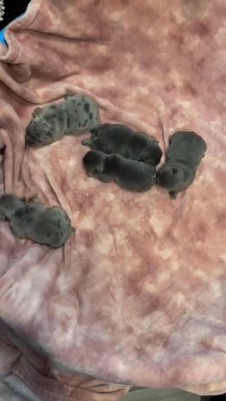 Frenchies in Jonesboro, Arkansas