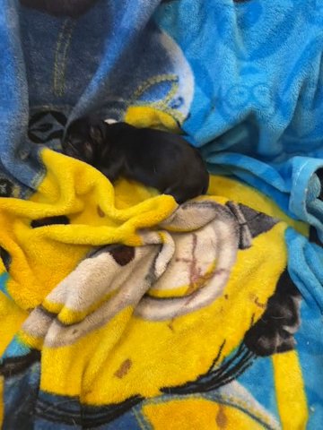 Frenchies in Jonesboro, Arkansas