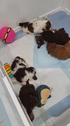 Mini Goldendoodle in Hollywood, Florida