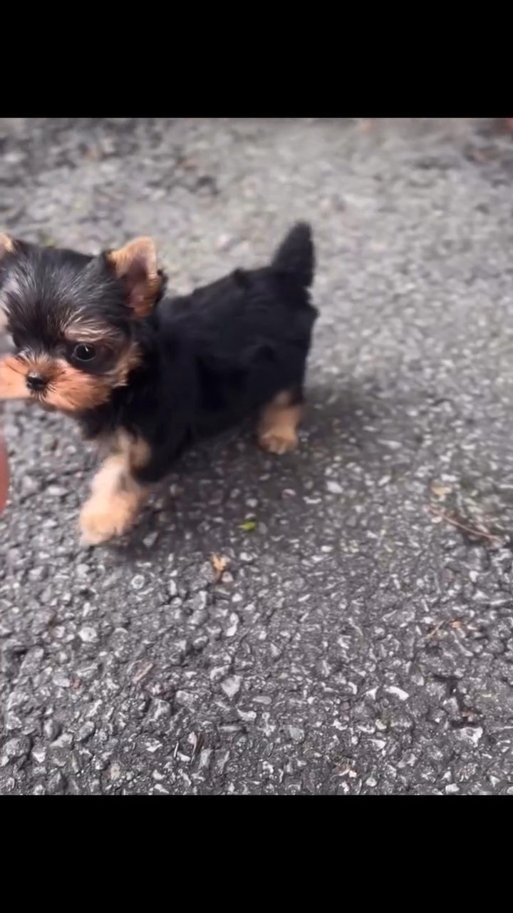 yorkies for adoption in Los Angeles, California