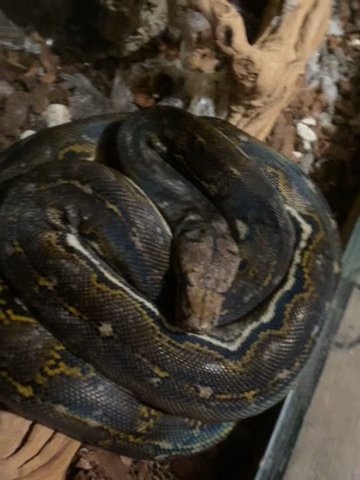 Reticulated Python in Los Angeles, California