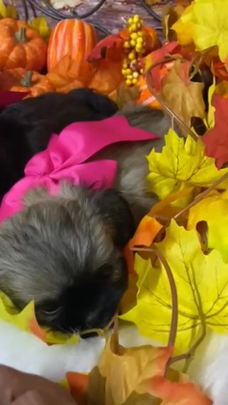 Shih Tzu in Campbellsville, Kentucky