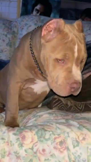 American Bully in Northport, Alabama