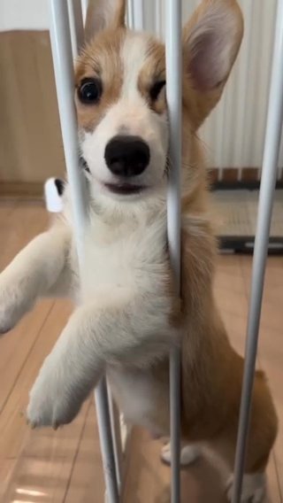 Corgi Puppy CREW in Sacramento, California