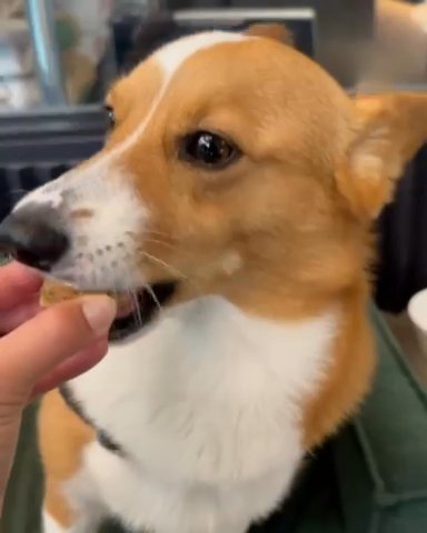 Corgi Adult Service Dog Teven in Sacramento, California