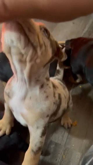 Chocolate Tri Merle Female in Hopkinsville, Kentucky