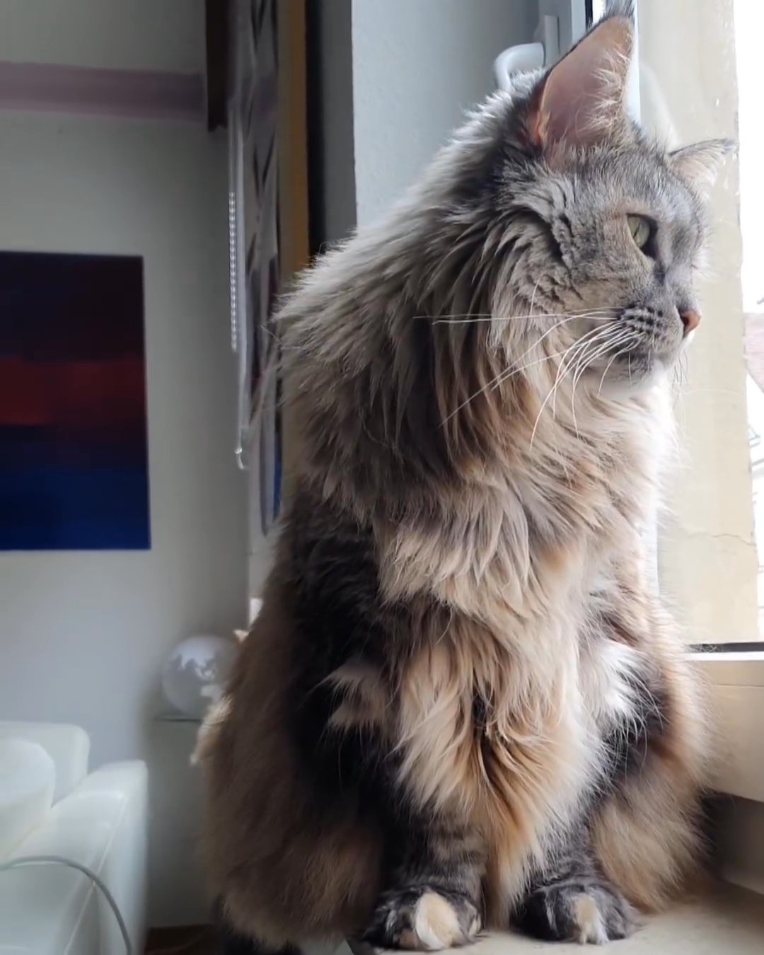 maincoon giant in Cary, North Carolina