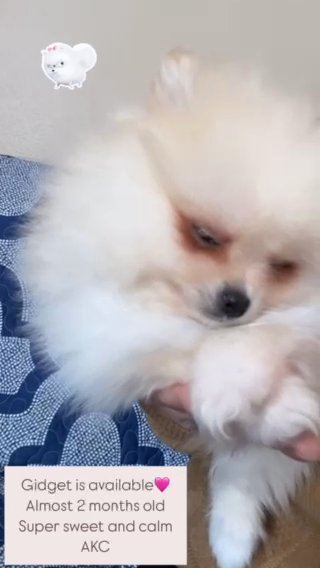 Female pomeranian in Lake Elsinore, California