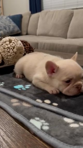 AKC French Bulldog Puppy in Fontana, California