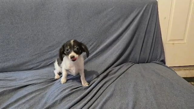 Chiweenie in Orlando, Florida
