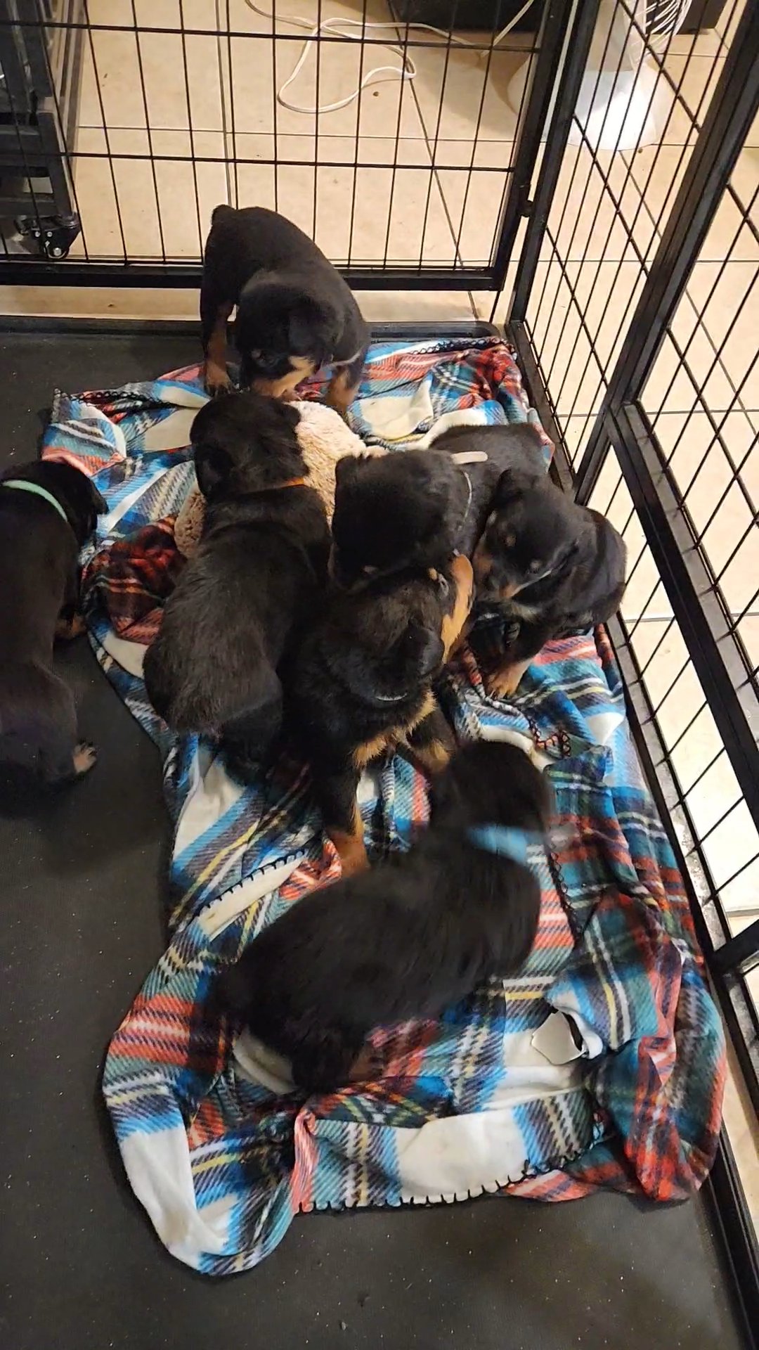 A.K.C Rottweilers in Cathedral City, California