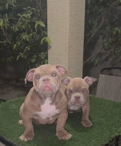 Male Bullys in Phoenix, Arizona