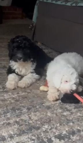 Kiara, The Mini Sheepadoodle Girl in Marion, Ohio