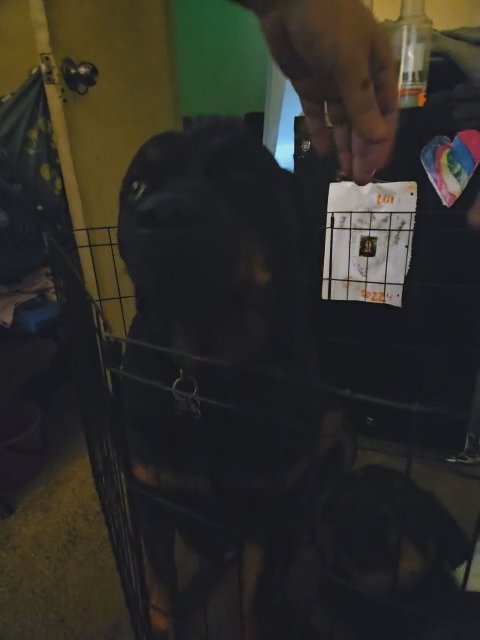 8 week old female germans in Sacramento, California