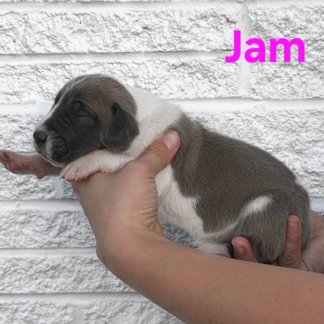 Great Dane - Jam in Johnson City, Tennessee