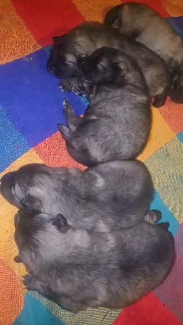1 Female Keeshond Puppy in Lancaster, Ohio