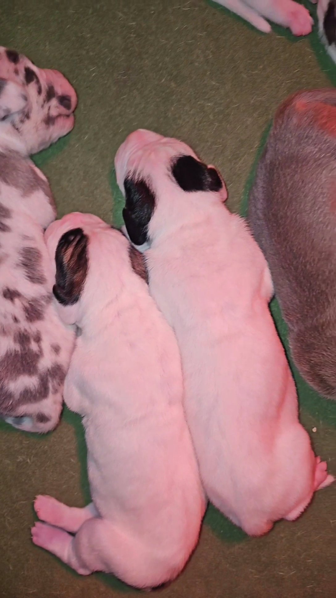 Black Piebald Great Dane in Bristol, Virginia