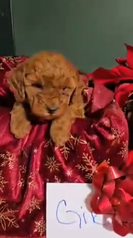 Toy Poodles in Euclid, Ohio