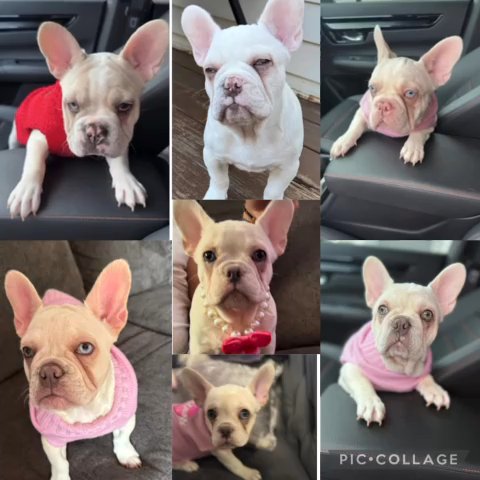 French Bulldogs in Baltimore, Maryland