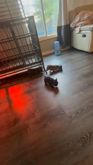 Frenchie Babies in Jefferson Hills, Pennsylvania