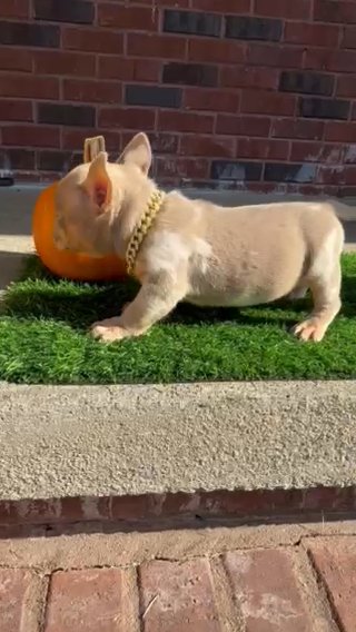 Exotic bully in Murfreesboro, Tennessee