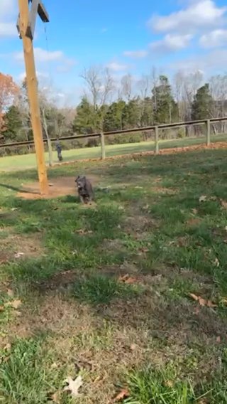 Ch D’usse X Ch Venus American Bully Puppies in Bowling Green, Kentucky