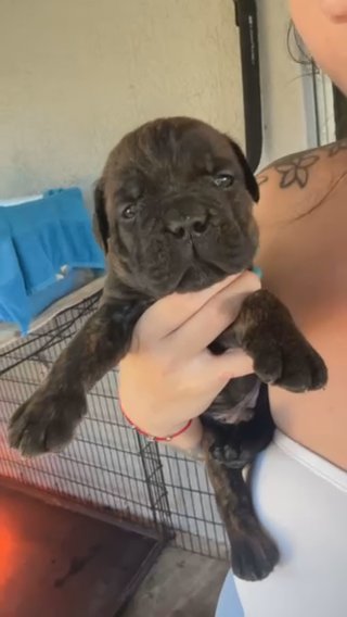 Cane Corso Male in Palm Bay, Florida