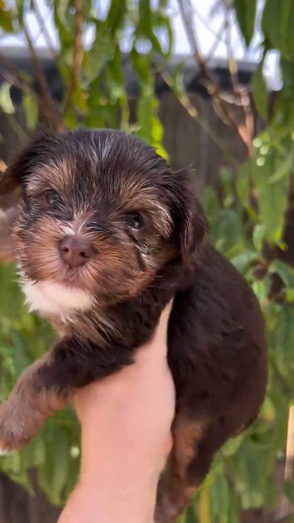 yorkie puppies for adoption in Salem, Oregon