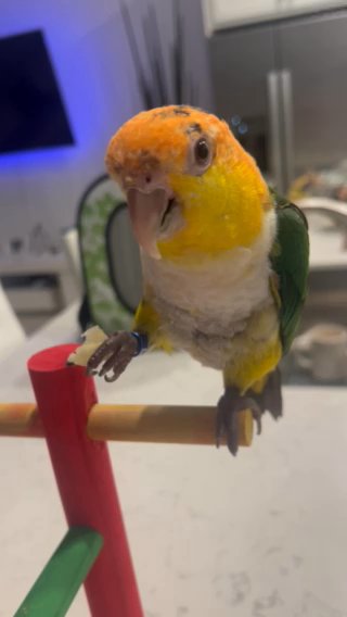 White Bellied Parrot in Boca Raton, Florida