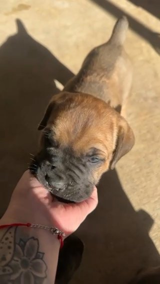 Cane Corso Male in Palm Bay, Florida