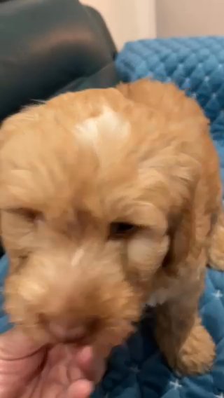 Muenster @ QuiSal Labradoodles in McAllen, Texas