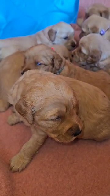 Golden Doodles in Florence, South Carolina