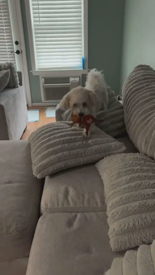1 Year Old Maltipoo in Lawrence, Massachusetts