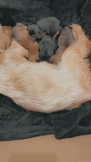 Teacup Sable Yorkshire in Ceres, California