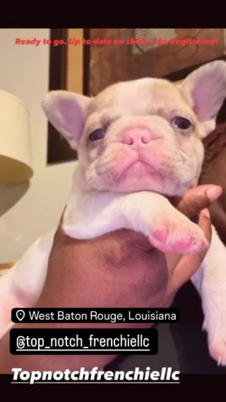 Frenchies in Baton Rouge, Louisiana