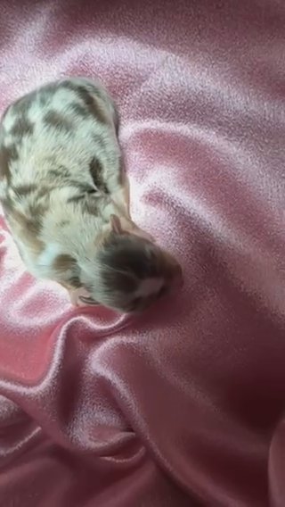 Chocolate Merle Tweed Yorkie Girl in Shreveport, Louisiana