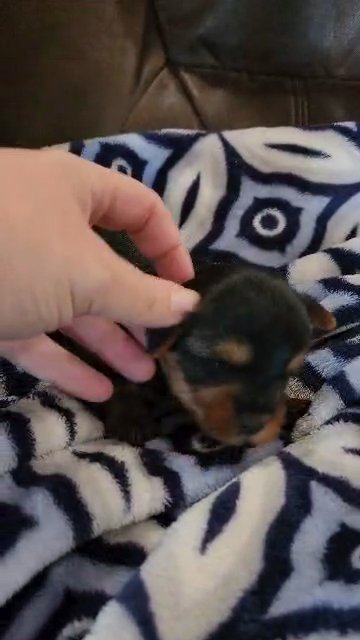 Ember female yorkie in McKinney, Texas