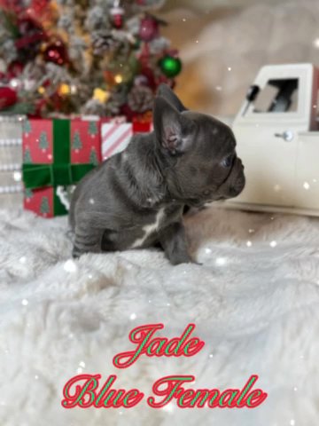 Jade in Dallas, Texas