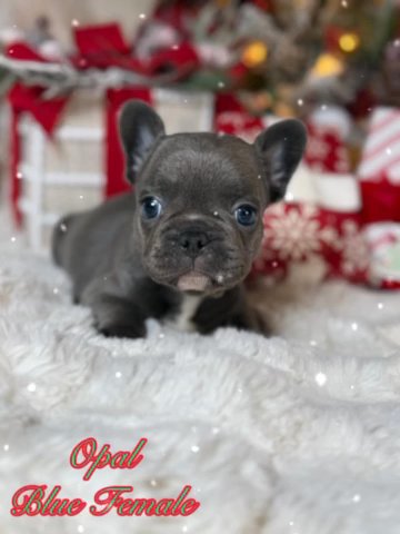 Opal in Dallas, Texas