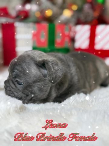 Leona in Dallas, Texas