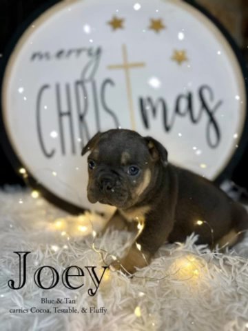 Joey in Dallas, Texas
