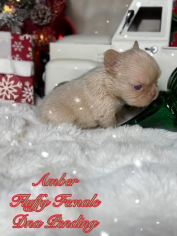 Amber in Dallas, Texas