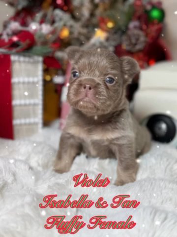 Violet in Dallas, Texas