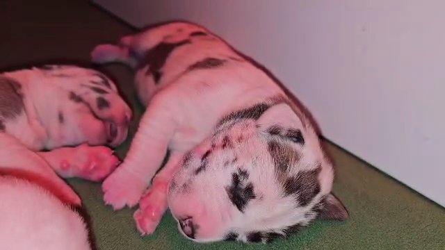 Fawn Harlequin Great Dane in Bristol, Virginia