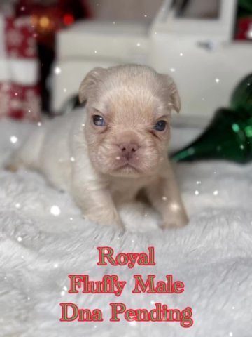 Royal in Dallas, Texas
