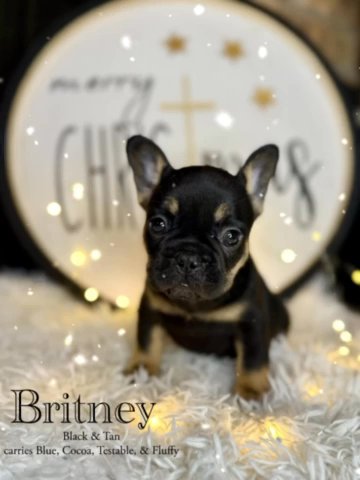 Britney in Dallas, Texas