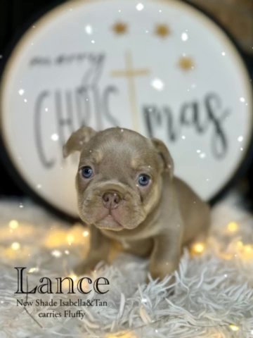 Lance in Dallas, Texas
