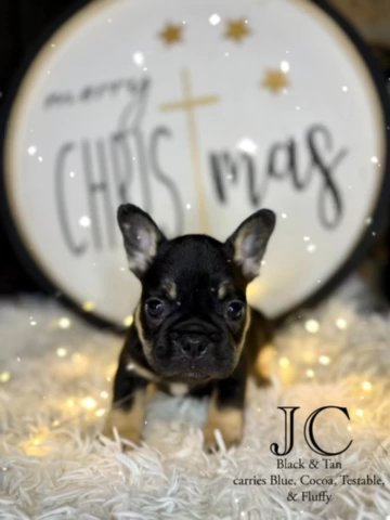 JC in Dallas, Texas