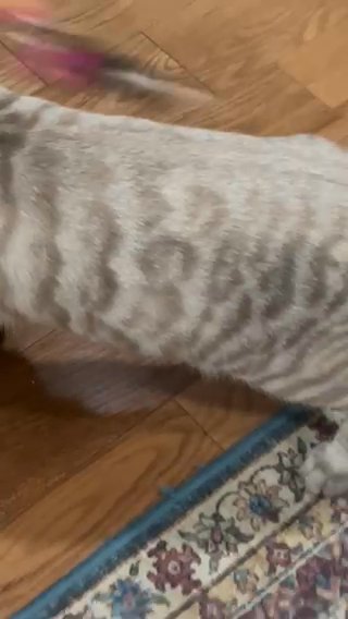 Bengal Snow Lynx Boy. in White Plains, New York