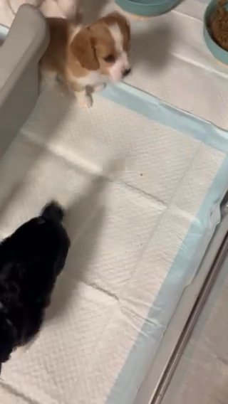 Cavalier King Charles Spaniels in Ashland, Kentucky